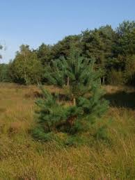 Attēlu rezultāti vaicājumam “Pinus sylvestris var. borussica”