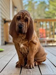 Image result for Carlisle BloodHounds