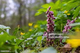 Attēlu rezultāti vaicājumam “Lathraea squamaria”