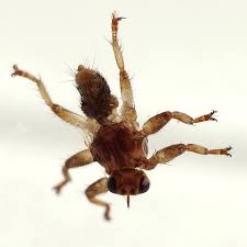 Attēlu rezultāti vaicājumam “Lipoptena cervi”