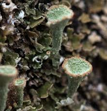 Attēlu rezultāti vaicājumam “Cladonia caespiticia”
