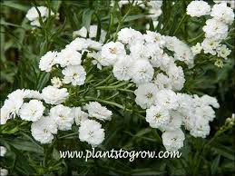 Attēlu rezultāti vaicājumam “Achillea ptarmica flower”