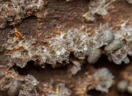 Attēlu rezultāti vaicājumam “Badhamiopsis praetermissa spores”