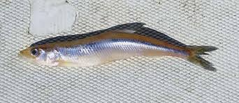 Image result for Osmerus eperlanus