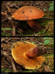 Attēlu rezultāti vaicājumam “Boletus luridus”