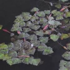 Attēlu rezultāti vaicājumam “Trapaceae”