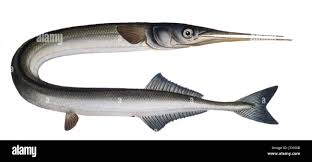 Attēlu rezultāti vaicājumam “Belone belone”