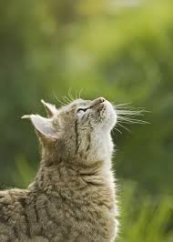 Attēlu rezultāti vaicājumam “Felis silvestris catus adult”