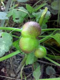 Attēlu rezultāti vaicājumam “Liposthenes glechomae”