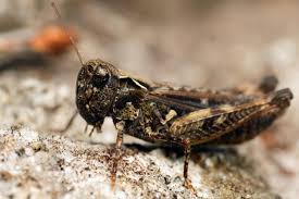 Attēlu rezultāti vaicājumam “Myrmeleotettix maculatus”