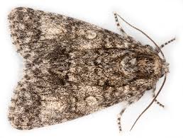 Attēlu rezultāti vaicājumam “Acronicta megacephala”