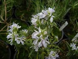 Image result for Rosmarin