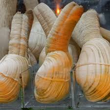Image result for geoduck