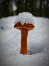 Attēlu rezultāti vaicājumam “Siphoptychium violaceum plasmodium”