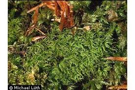 Attēlu rezultāti vaicājumam “Tortella tortuosa”