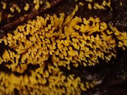 Attēlu rezultāti vaicājumam “Mucronella”