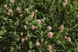 Attēlu rezultāti vaicājumam “Trifolium fragiferum flower”