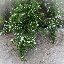 Attēlu rezultāti vaicājumam “Symphyotrichum x salignum flower”
