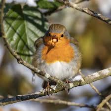 Image result for Erithacus rubecula