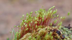 Attēlu rezultāti vaicājumam “Bryum”