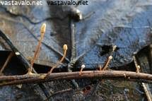 Attēlu rezultāti vaicājumam “Heyderia pusilla”