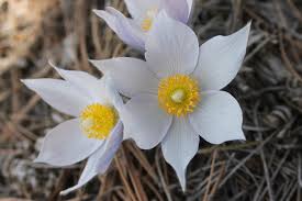 Attēlu rezultāti vaicājumam “Pulsatilla patens”