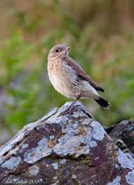 Attēlu rezultāti vaicājumam “Oenanthe oenanthe juvenile”