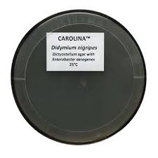 Attēlu rezultāti vaicājumam “Didymium spongiosum spores”