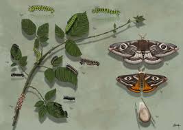 Attēlu rezultāti vaicājumam “Saturnia pavonia eggs”