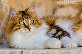 Attēlu rezultāti vaicājumam “Felis silvestris catus”