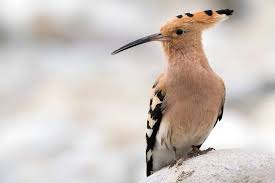 Attēlu rezultāti vaicājumam “Upupa epops”