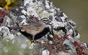 Image result for Emberiza cia