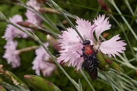 Attēlu rezultāti vaicājumam “Clitellaria ephippium”