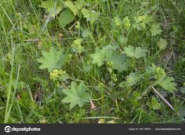 Attēlu rezultāti vaicājumam “Alchemilla vulgaris aggr. leaf”