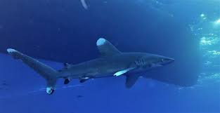 Image result for Carcharhinus longimanus