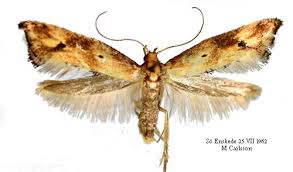 Attēlu rezultāti vaicājumam “Epermeniidae”