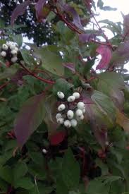 Attēlu rezultāti vaicājumam “Cornus sericea fruit”