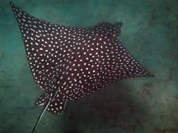 Image result for Aetobatus narinari