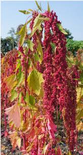 Attēlu rezultāti vaicājumam “Chenopodium polyspermum var. acutifolium flower”