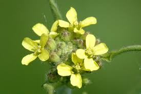 Attēlu rezultāti vaicājumam “Sisymbrium volgense leaf”
