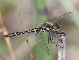 Attēlu rezultāti vaicājumam “Sympetrum danae”