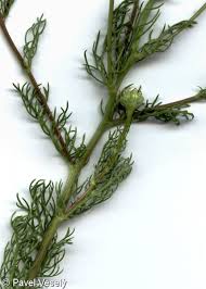 Attēlu rezultāti vaicājumam “Tripleurospermum inodorum leaf”