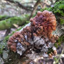 Attēlu rezultāti vaicājumam “Hypocreopsis lichenoides”