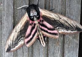 Attēlu rezultāti vaicājumam “Sphinx ligustri”