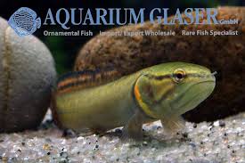 Image result for Amia calva