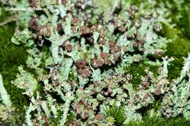 Attēlu rezultāti vaicājumam “Cladonia squamosa”