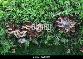 Attēlu rezultāti vaicājumam “Postia leucomallella”