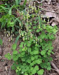 Attēlu rezultāti vaicājumam “Thalictrum aquilegifolium fruit”