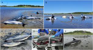 Image result for Leucopleurus acutus