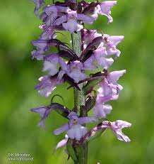 Attēlu rezultāti vaicājumam “Gymnadenia conopsea flower”